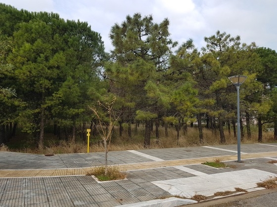 'Eνα ξερό και πεθαμένο δέντρο, και μια άδεια θέση... δυστυχώς πολύ γνώριμη εικόνα σε πολλά σημεία της πόλης